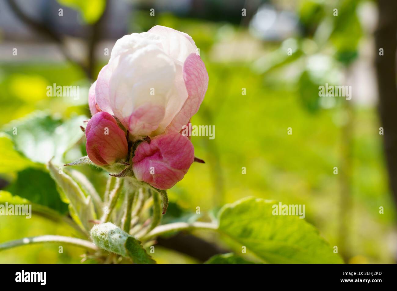 Fleur fleurit sur la branche d'arbre dans le jardin printanier Banque D'Images