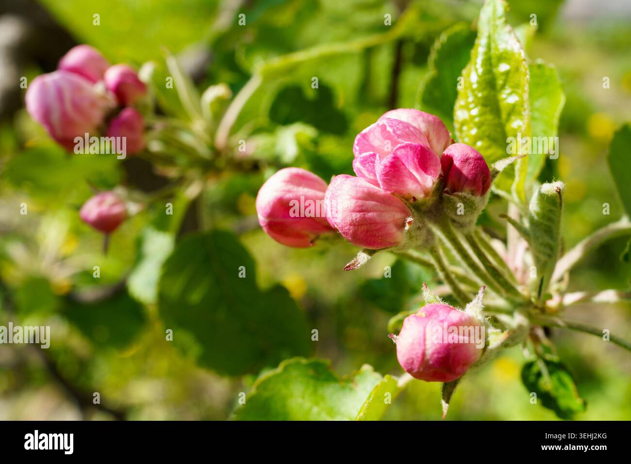 Les fleurs de pomme printanières fleurissent dans un jardin pendant la chaleur du soleil de l'après-midi Banque D'Images
