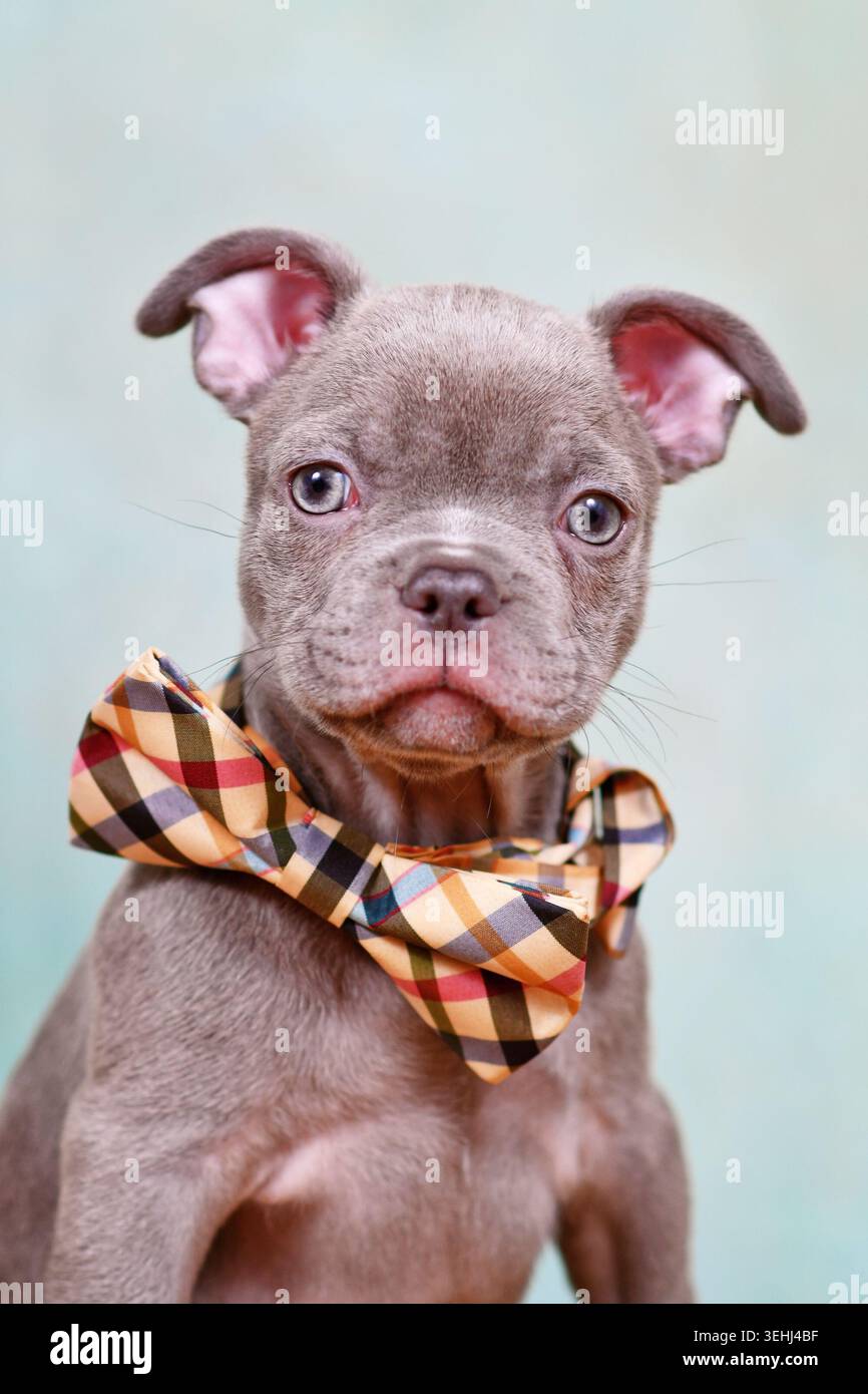 Mignon chiot bouledogue français Brindle lilas portant un noeud papillon devant un fond de studio bleu Banque D'Images