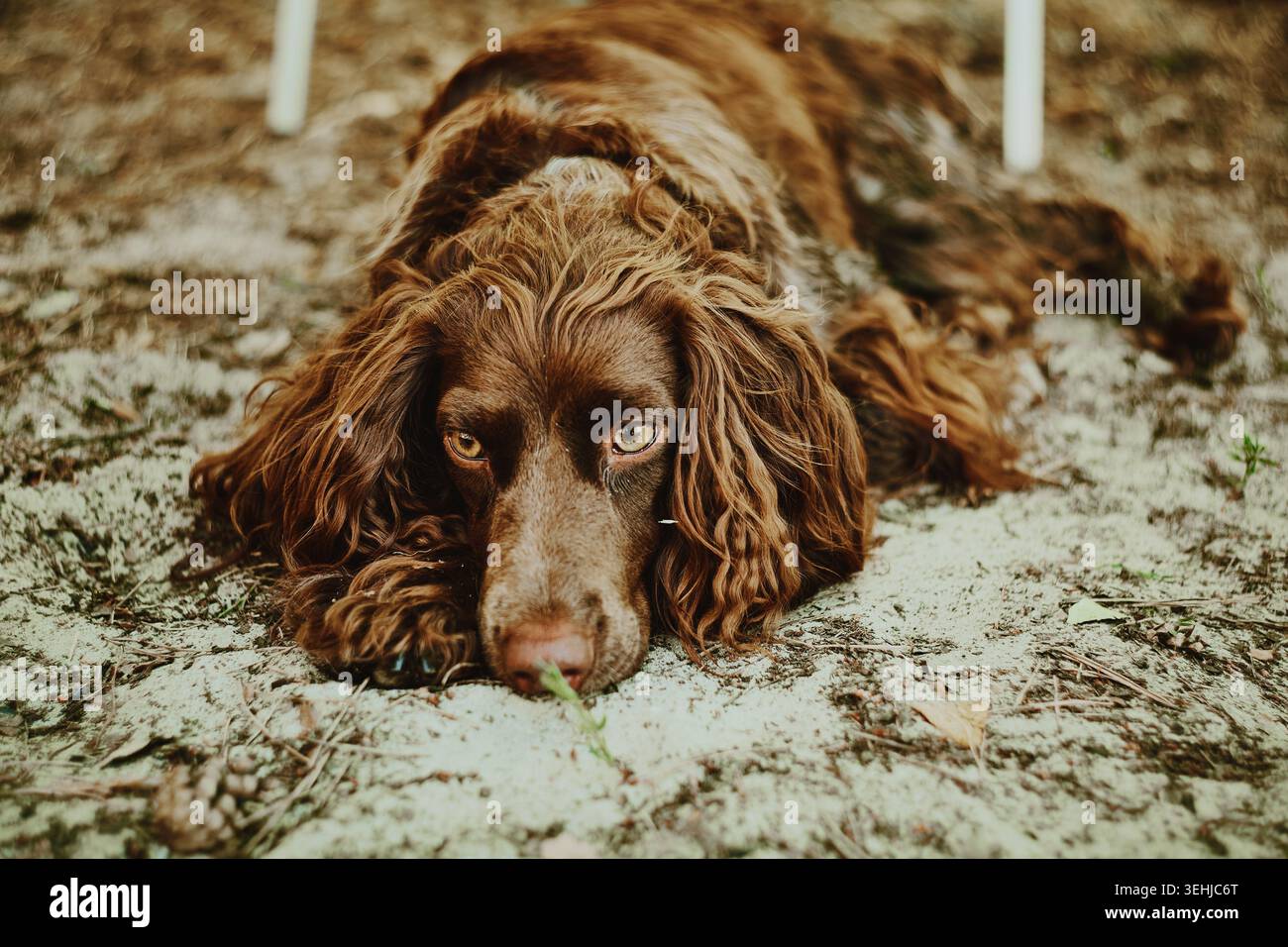 Chien triste à l'air avec une fourrure brune se couche sur un sable Banque D'Images