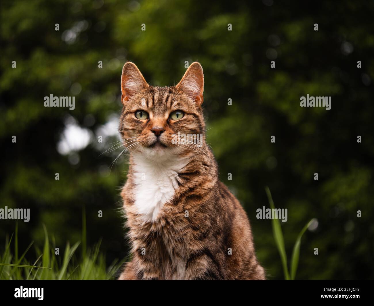 Chat animal Tabby dans le jardin Banque D'Images