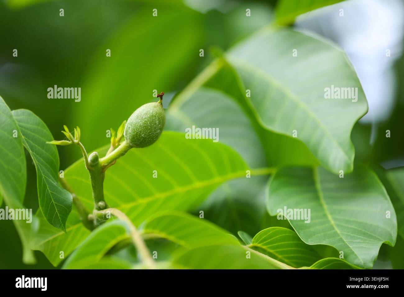 Gros plan d'une noix verte unmûre solitaire à la peau floue, se développant sur une branche élancée entourée de feuilles verdoyantes floues dans un jardin Banque D'Images