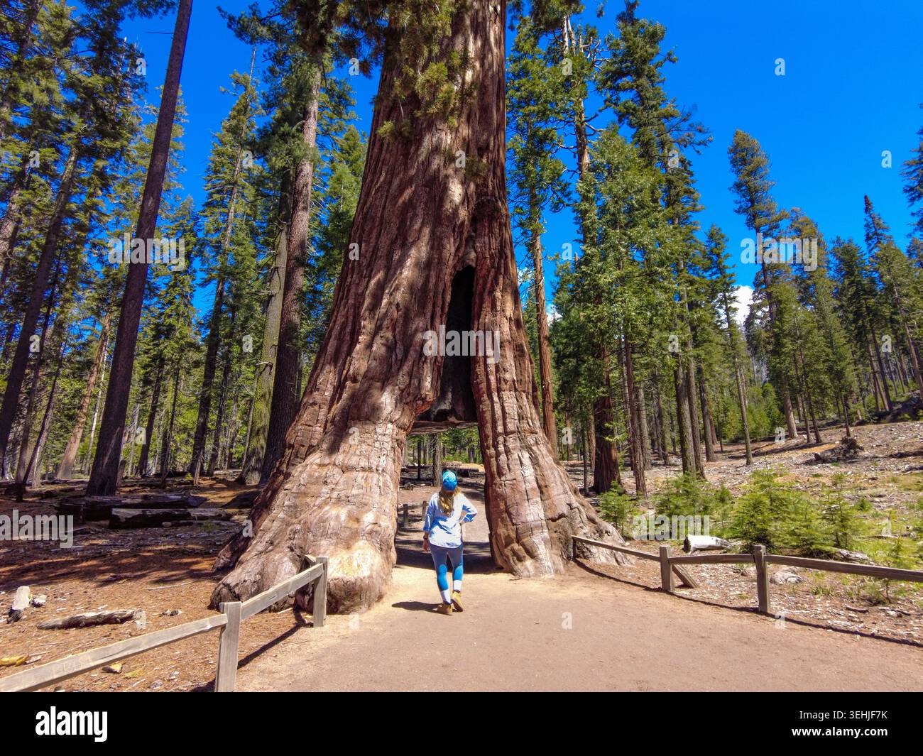 Vue d'une femme debout devant un arbre tunnel massif dans le bosquet Yosemite Mariposa des séquoias géants sous un ciel bleu clair dans Fish Camp, Californie Banque D'Images