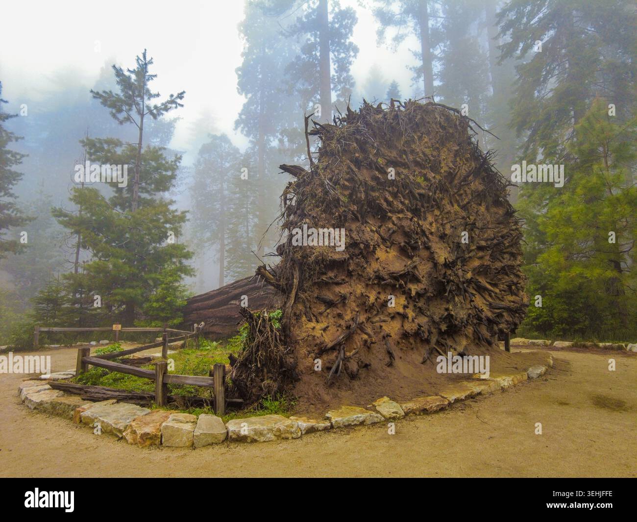 Vue du système racinaire massif déraciné d'un séquoia géant entouré d'une clôture en bois dans la brume Mariposa Grove, Fish Camp, Californie, Unit Banque D'Images