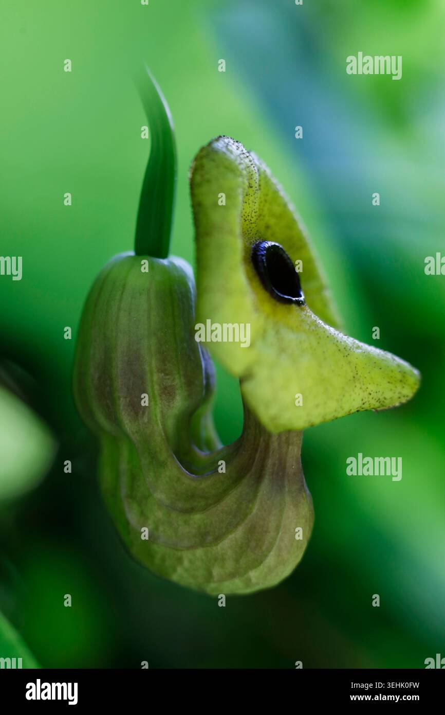 Aristolochia Macrophylla Fleur de vigne hollandaise (Dutchmans Pipe Vine) Bouton de fleur gros plan vue de côté profil isolé sur fond vert Banque D'Images