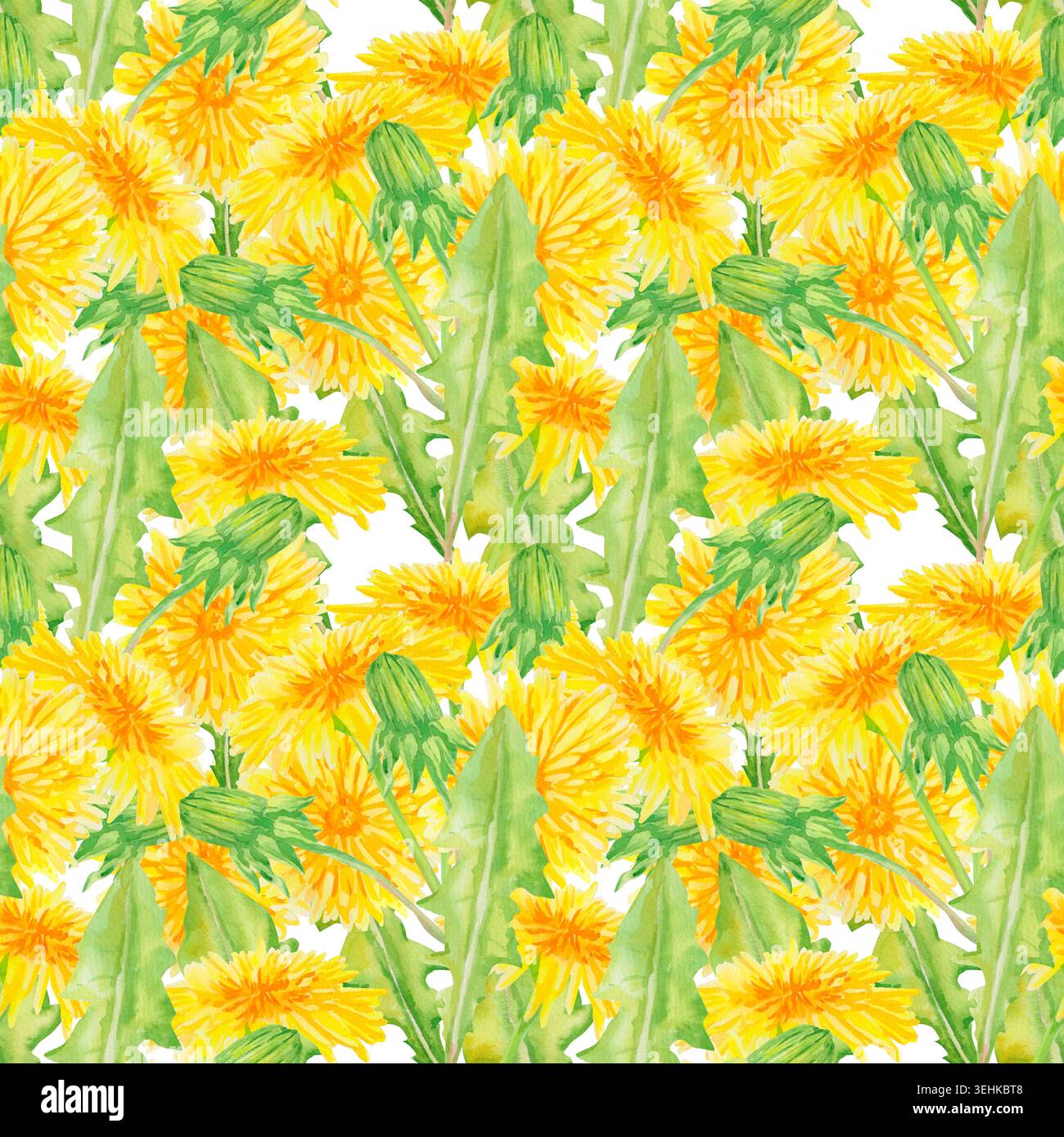 Motif aquarelle sans couture à petite échelle avec des fleurs de pissenlit jaunes, des bourgeons verts et des feuilles dentelées sur fond blanc. Peint à la main vibrant Banque D'Images