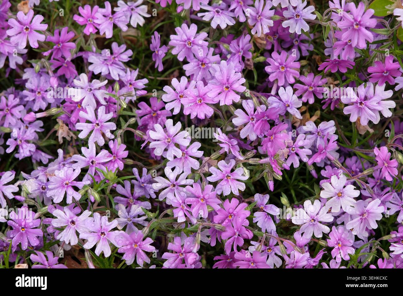 Phlox rampant violet, également appelé phlox de mousse, en fleur. Banque D'Images