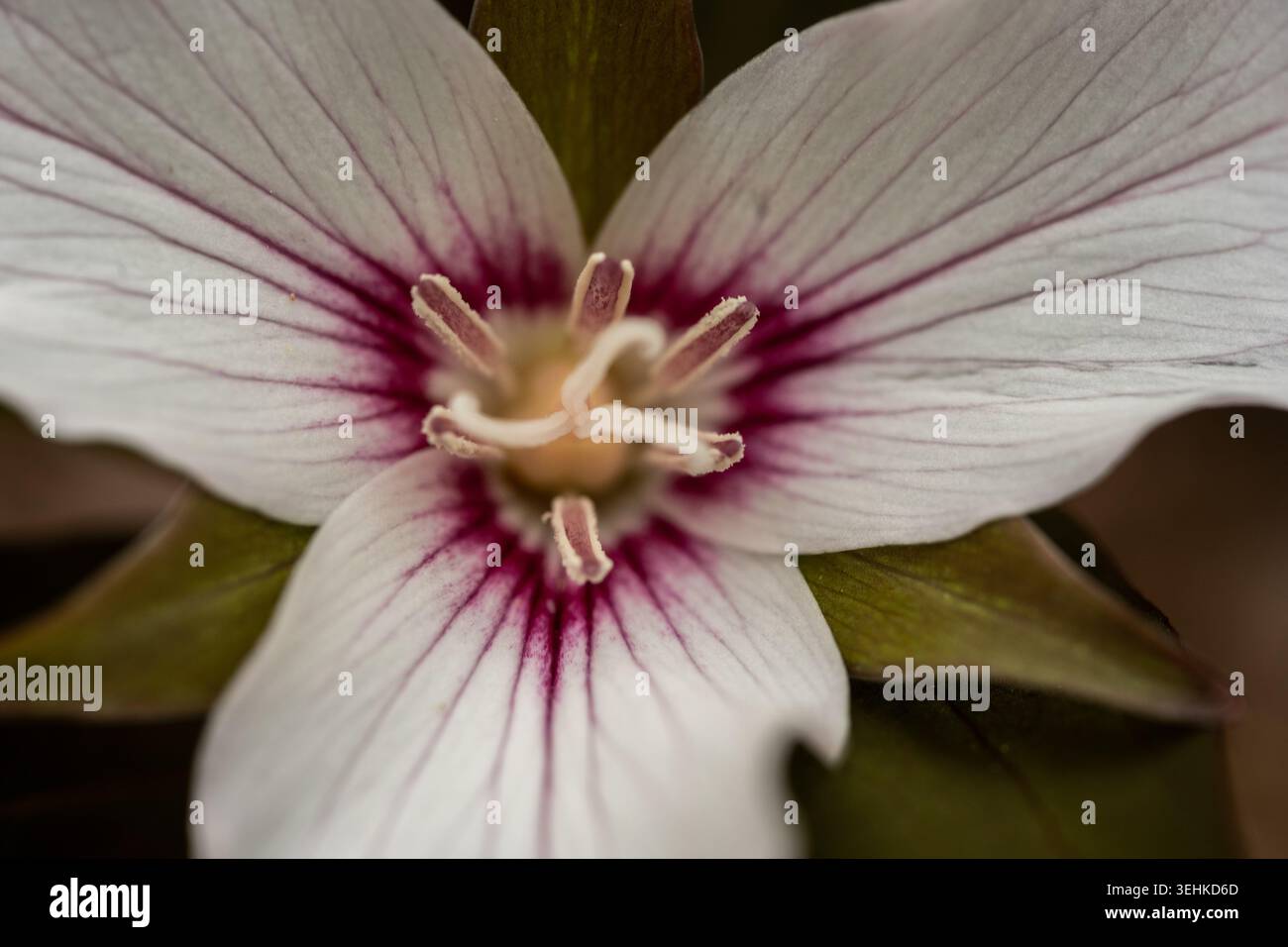 Purple Center of Trillium Flower Blooming dans les Smokies au début de l'été Banque D'Images