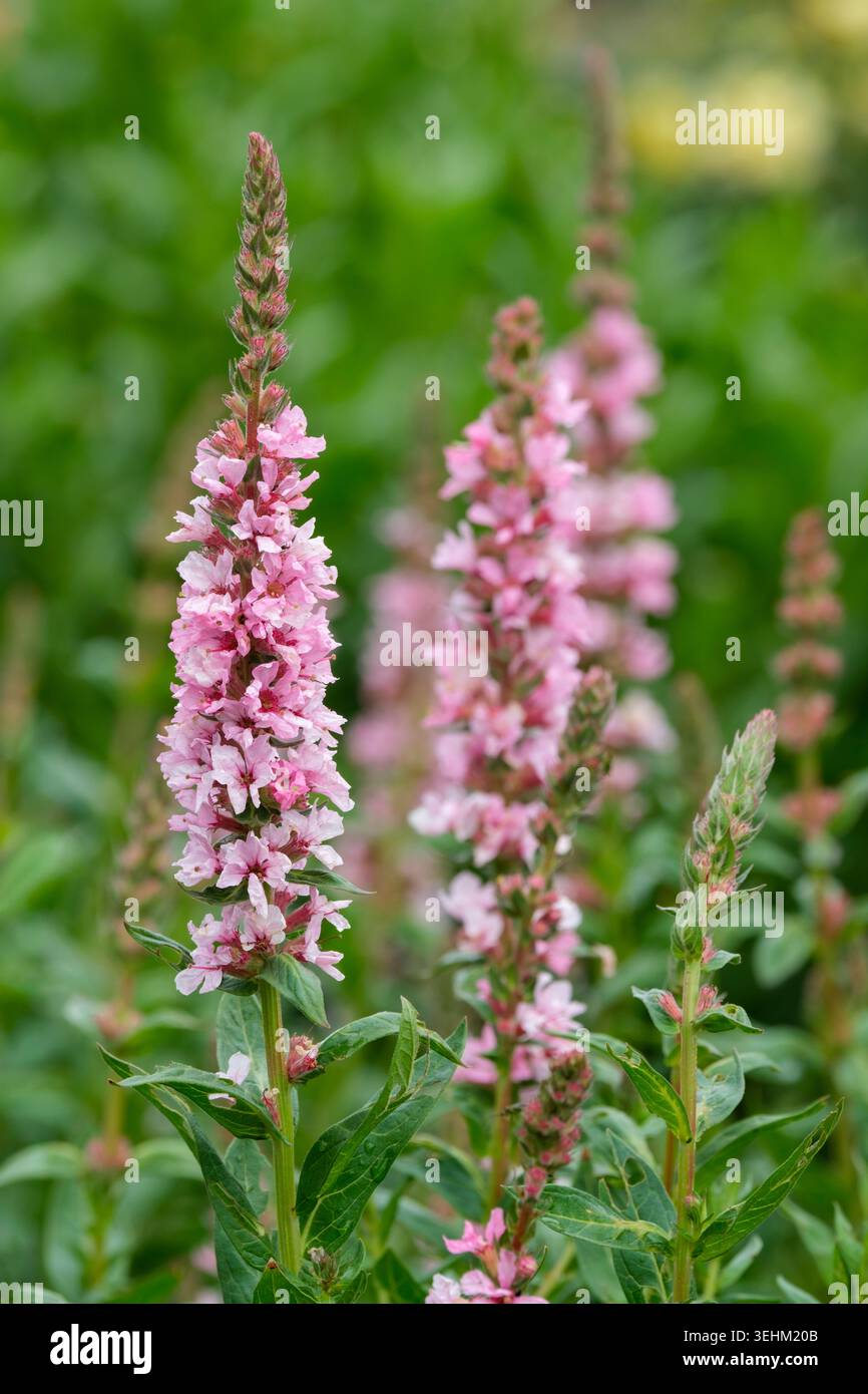 Lythrum salicaria Blush, Purple loosestrife Blush, feuilles en forme de lance, racèmes de fleurs rose pâle Banque D'Images
