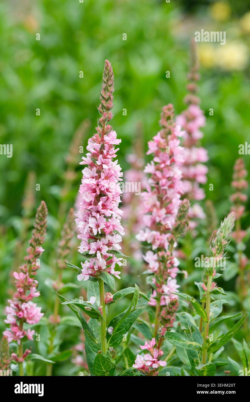 Lythrum salicaria Blush, Purple loosestrife Blush, feuilles en forme de lance, racèmes de fleurs rose pâle Banque D'Images