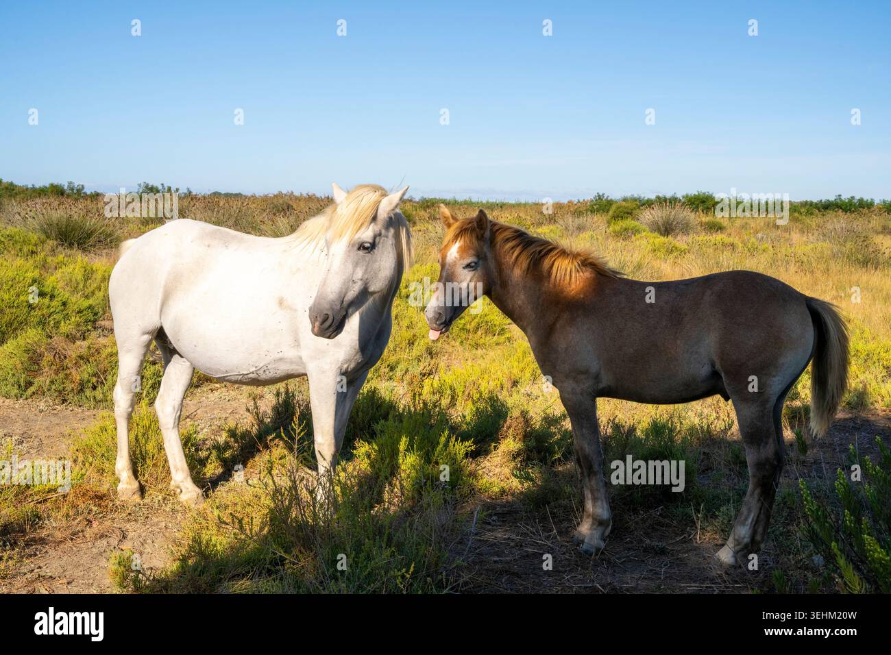 Les chevaux de Camargue, race semi-sauvage originaire de la Camargue, dans le sud de la France. Ces chevaux ont vécu dans les marécages marécageux du delta du Rhône f Banque D'Images