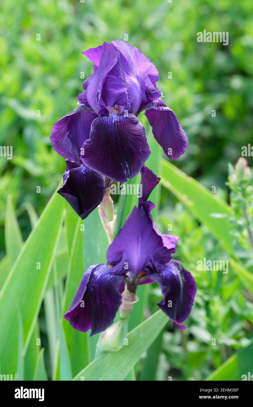Iris sable, les fleurs ont des chutes violettes profondes et des normes violettes. Banque D'Images