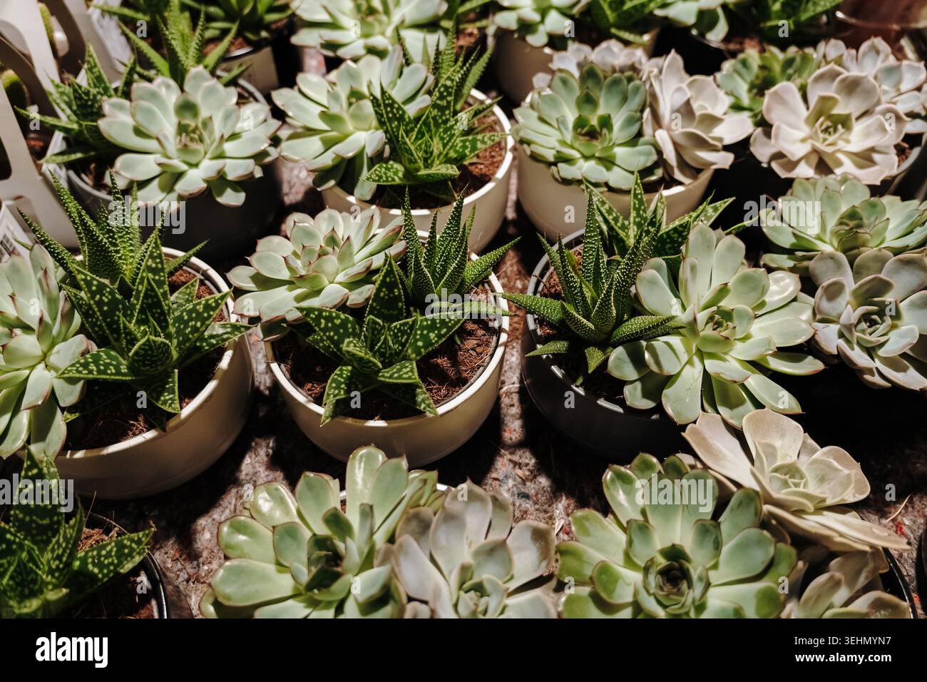 Plantes succulentes décoratives disposées dans des pots en céramique à l'intérieur d'un magasin de décoration intérieure. Concept d'intérieur botanique minimaliste. Banque D'Images