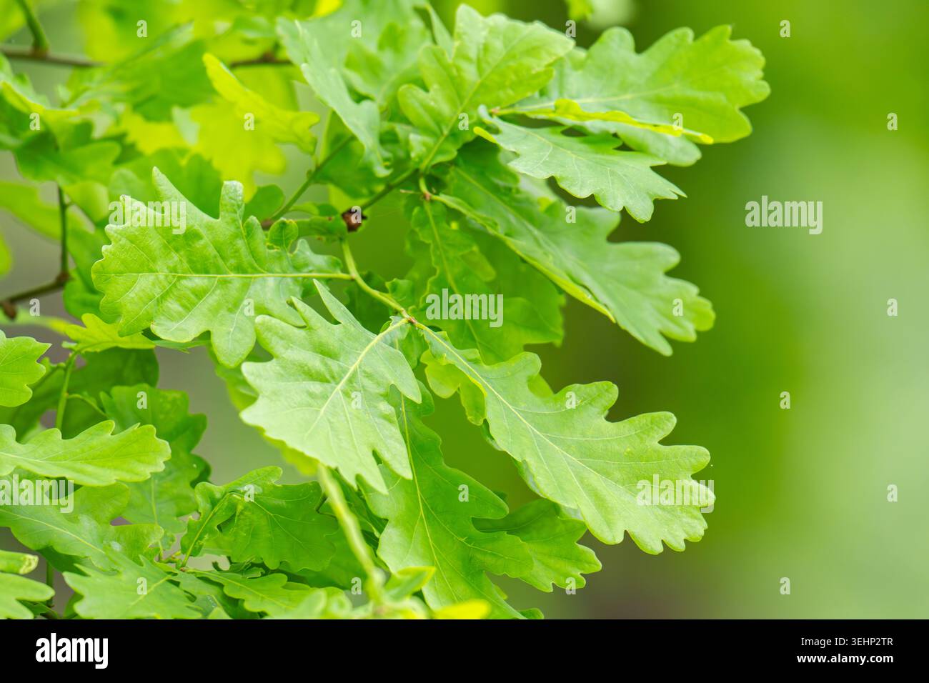 Feuilles vertes fraîches sur les branches d'un chêne proche du ciel en plein soleil. Le soin de la nature et de l'écologie, le respect de la Terre Banque D'Images