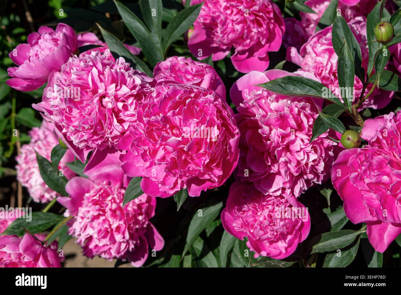 Fleurs de pivoine rose luxuriante, fleurissant dans un jardin sous la lumière du soleil. Variété Sarah Bernhardt, Alexander Fleming, Kansas. Paeonia lactiflora. Banque D'Images