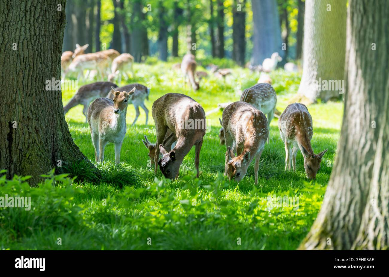 Cerfs européens en jachère pâturant de l'herbe entre les arbres dans le parc. Animaux sauvages marqués avec des manteaux bruns. Phoenix Park, Dublin, Irlande Banque D'Images
