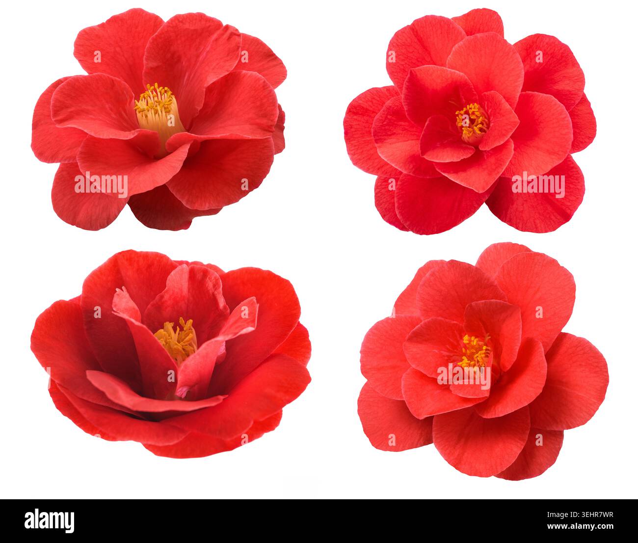 Gros plan de quatre têtes de fleurs de camélia rouges isolées sur fond blanc. Composition florale élégante avec des pétales vibrants, des détails botaniques, et propre Banque D'Images