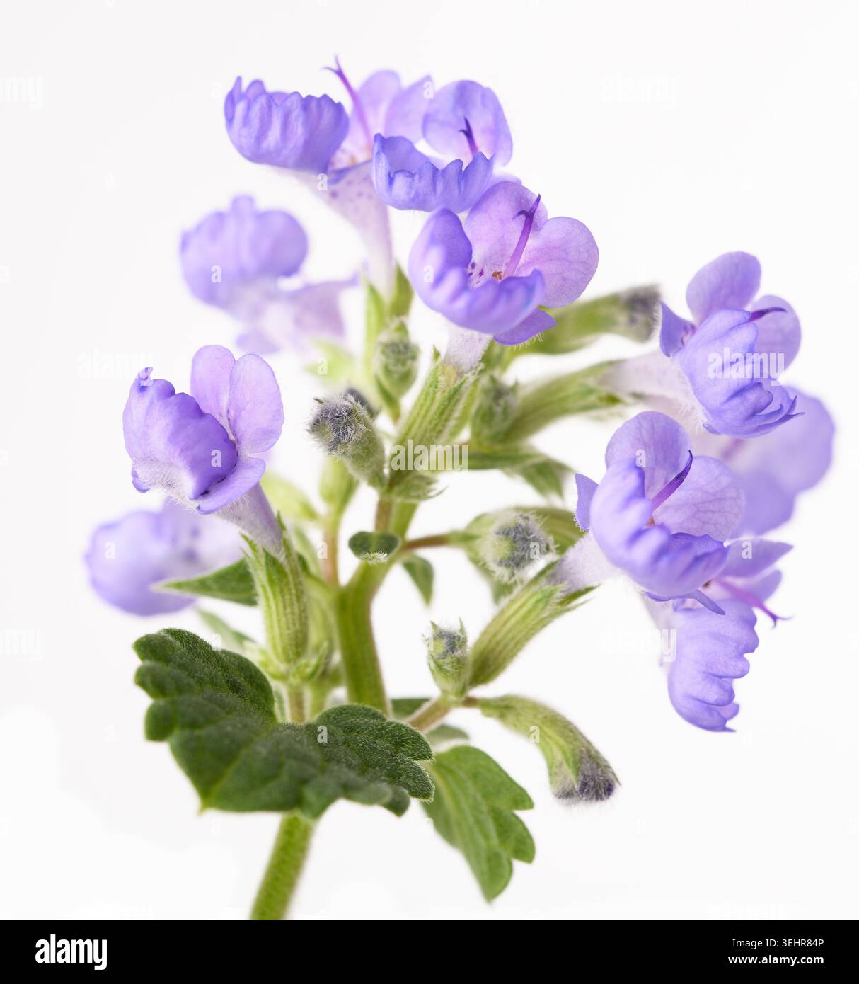 Une délicate branche de fleurs Nepeta (menthe catmint) isolée sur fond blanc Banque D'Images