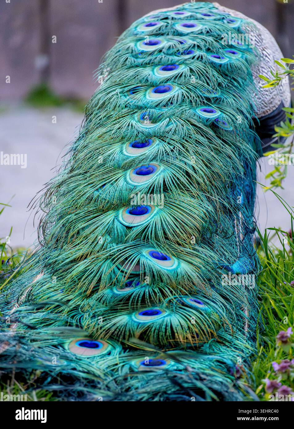 Plumes de queue de paon affichant des couleurs vives bleu vert Banque D'Images