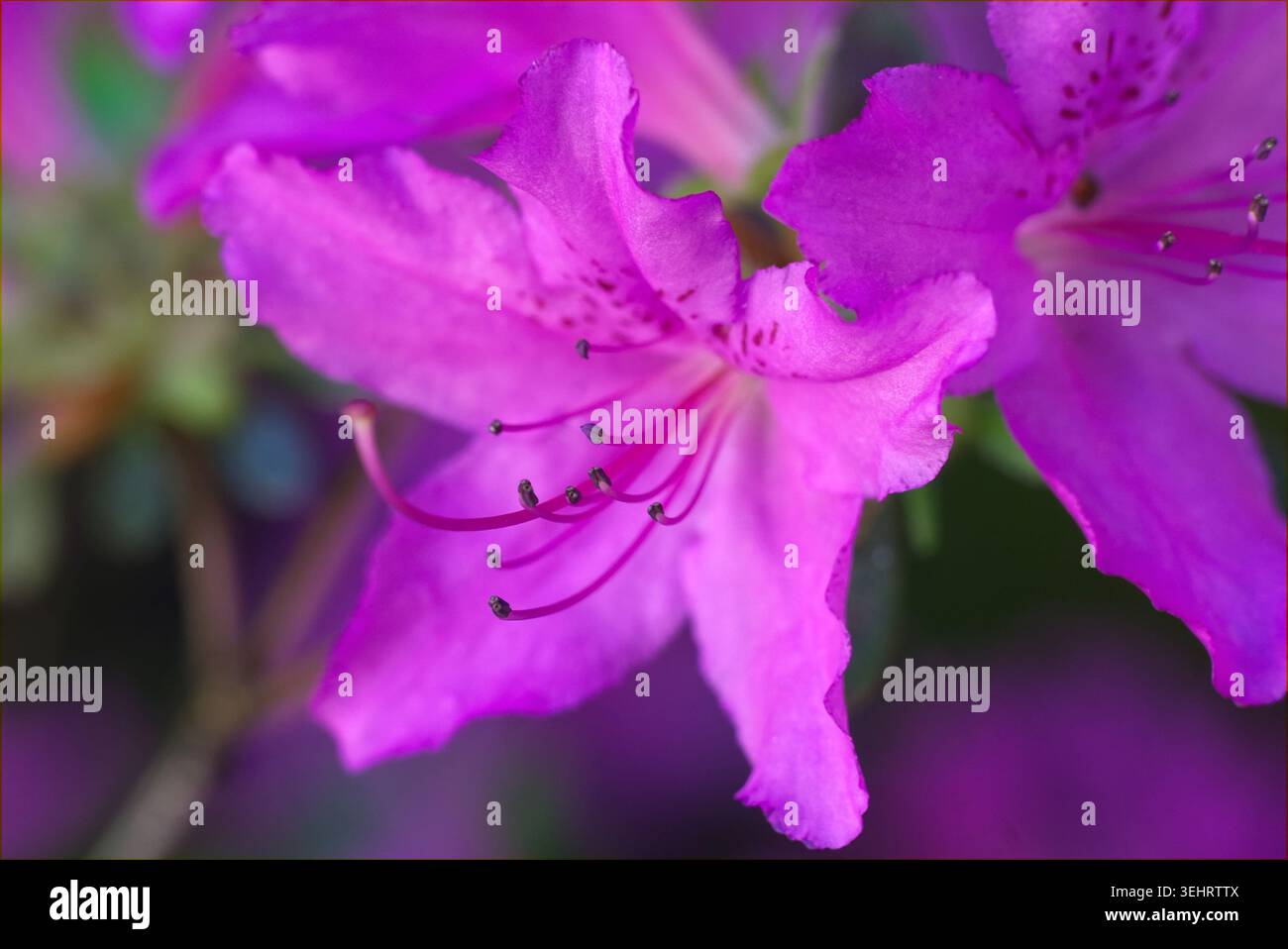 Gros plan de fleurs d'azalée naine magenta au printemps, macrophotographie Banque D'Images