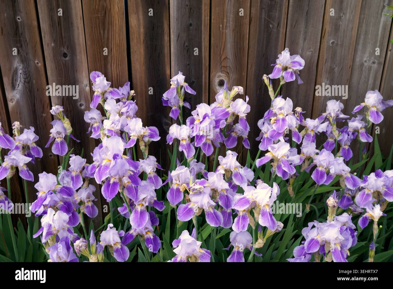 Iris barbus violet clair et blanc poussant devant une clôture de jardin en bois au printemps, Vancouver, BC, Canada Banque D'Images
