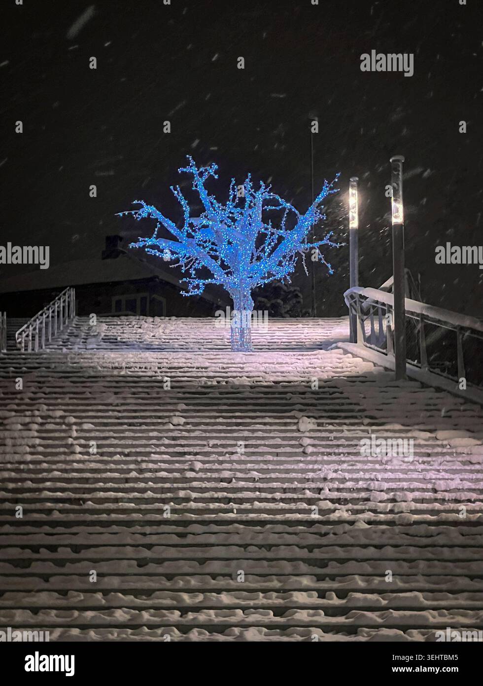 Sapin de Noël bleu. Banque D'Images