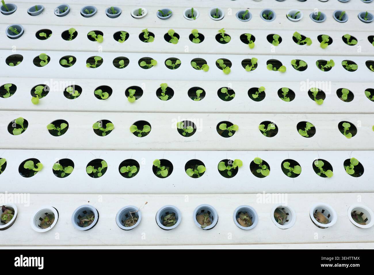 Semis de plante vert vibrant montrant une croissance paisible dans le système agricole agricole hydroponique moderne avec rangée après rangée de tuyau en plastique à l'intérieur de Bright gre Banque D'Images