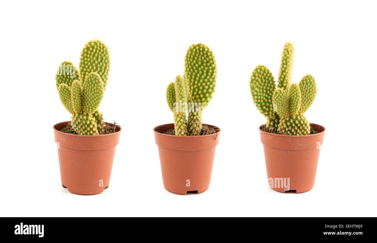 Succulente de cactus lapin, plante de table de bureau Opuntia microdasys, pot de bureau de cactus mission à pois, petite plante de design d'intérieur, poire de barbarie de montagne i Banque D'Images