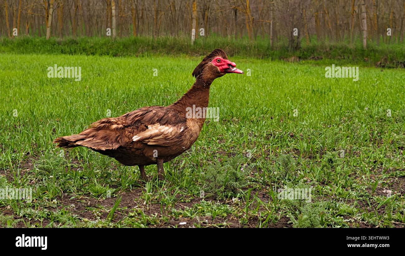 Canard de Barbarie avec des caroncles rouges explorant un champ vert vibrant en plein air Banque D'Images