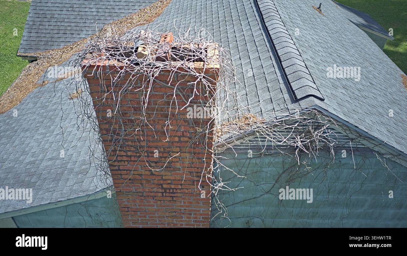 Une cheminée en briques est recouverte de vignes séchées enchevêtrées et de matériaux de nidification, empiétant sur le toit de bardeaux d'asphalte d'une maison. Banque D'Images