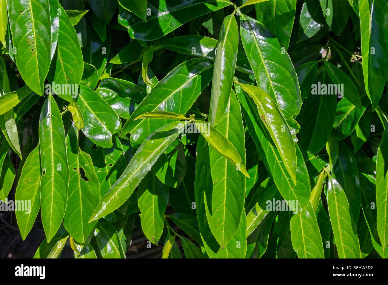 Laurel part. Prunus laurocerasus Rotundifolia Banque D'Images