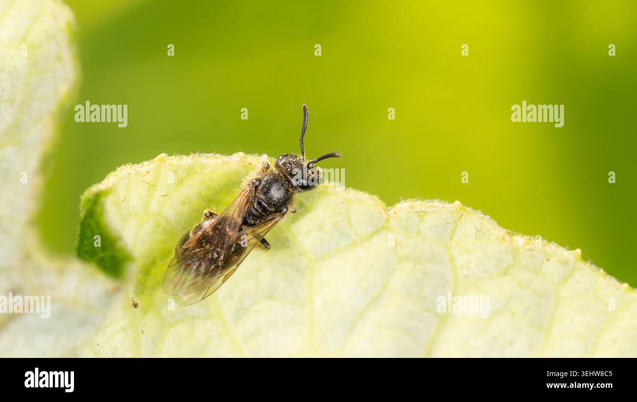 Biodiversité - Lasioglossum - Macro d'une très petite abeille sur une feuille verte. Photo de haute qualité Banque D'Images