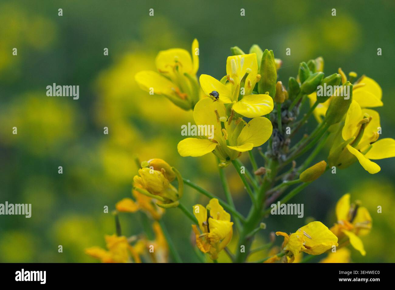 Bumblebee à queue blanche baguée se nourrissant sur une tête de fleur de plante de moutarde Banque D'Images
