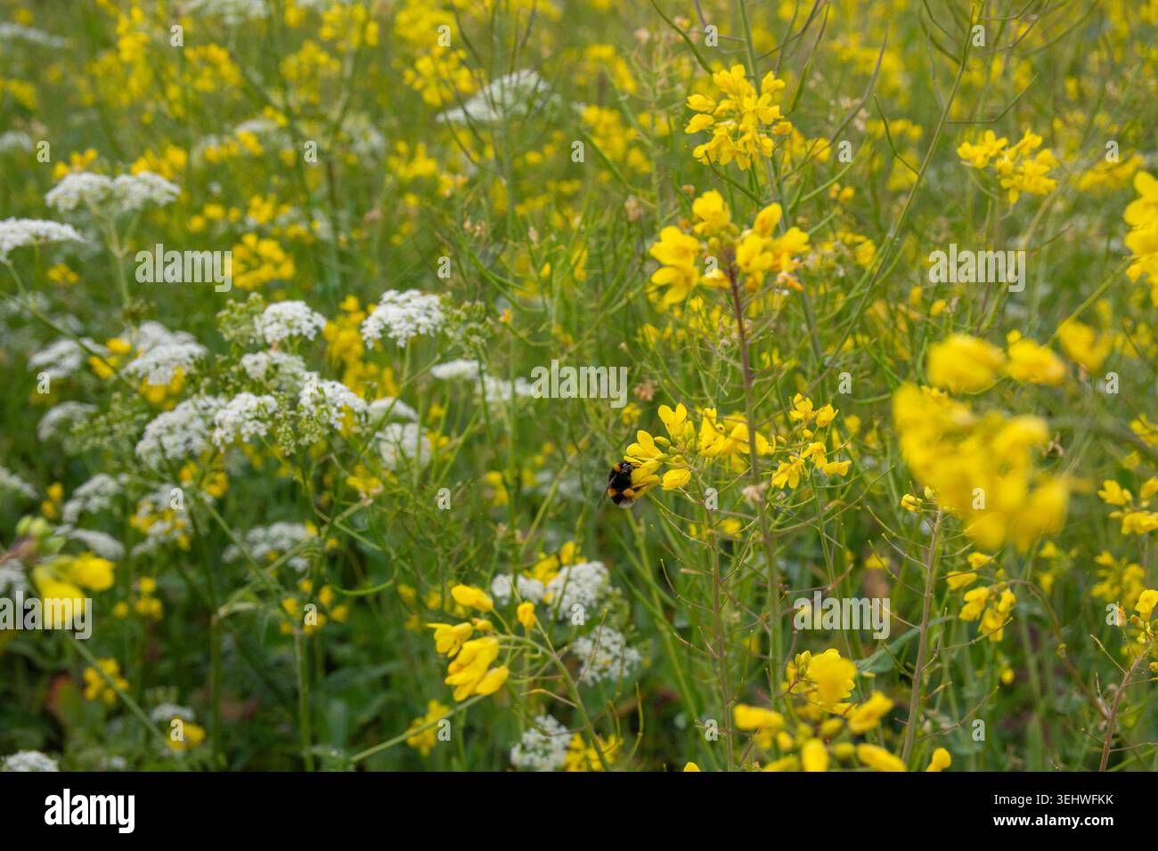 Prairie de fleurs sauvages, persil de vache et plantes de moutarde, abeilles se nourrissant sur les fleurs Banque D'Images