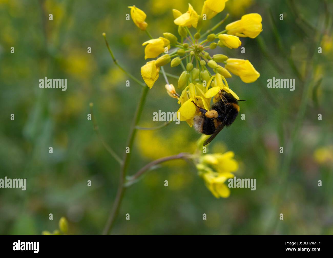Bumblebee à queue blanche baguée se nourrissant sur une tête de fleur de plante de moutarde Banque D'Images