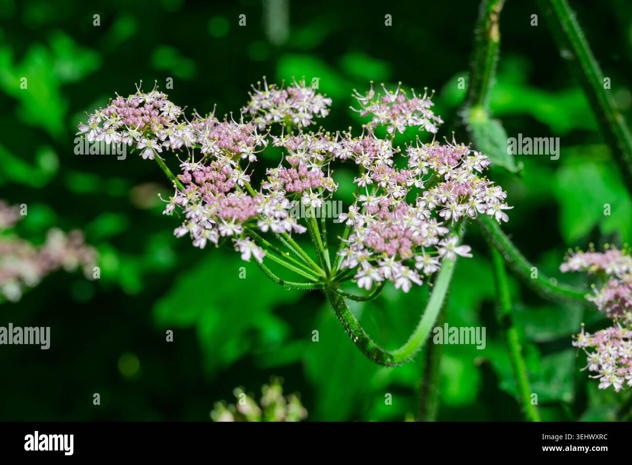 Fleurs roses et blanches avec étamines jaunes sur une tige verte poilue. Feuillage vert flou en arrière-plan. Banque D'Images