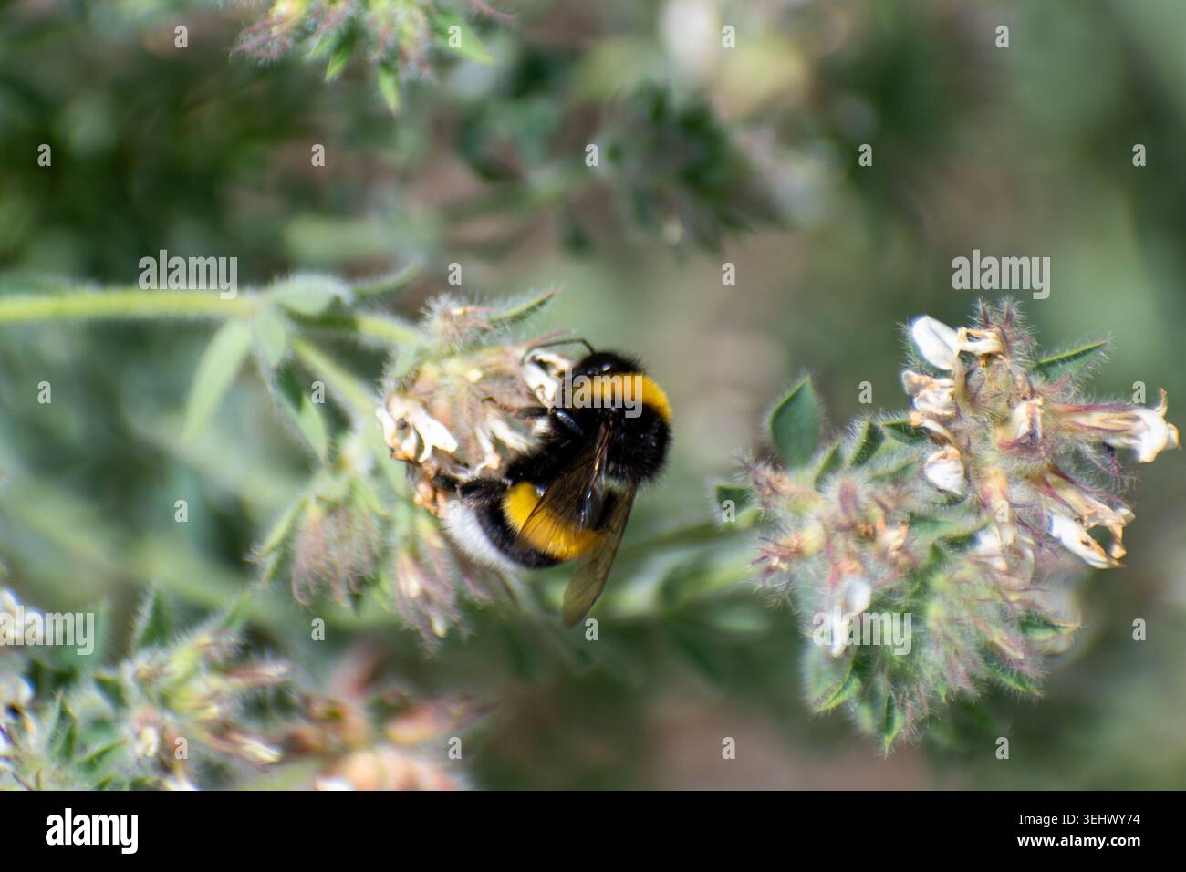 Bourdon à queue de buffle (Bombus terrestris) en train de chercher du pollen dans un jardin près de Besalú, Espagne Banque D'Images