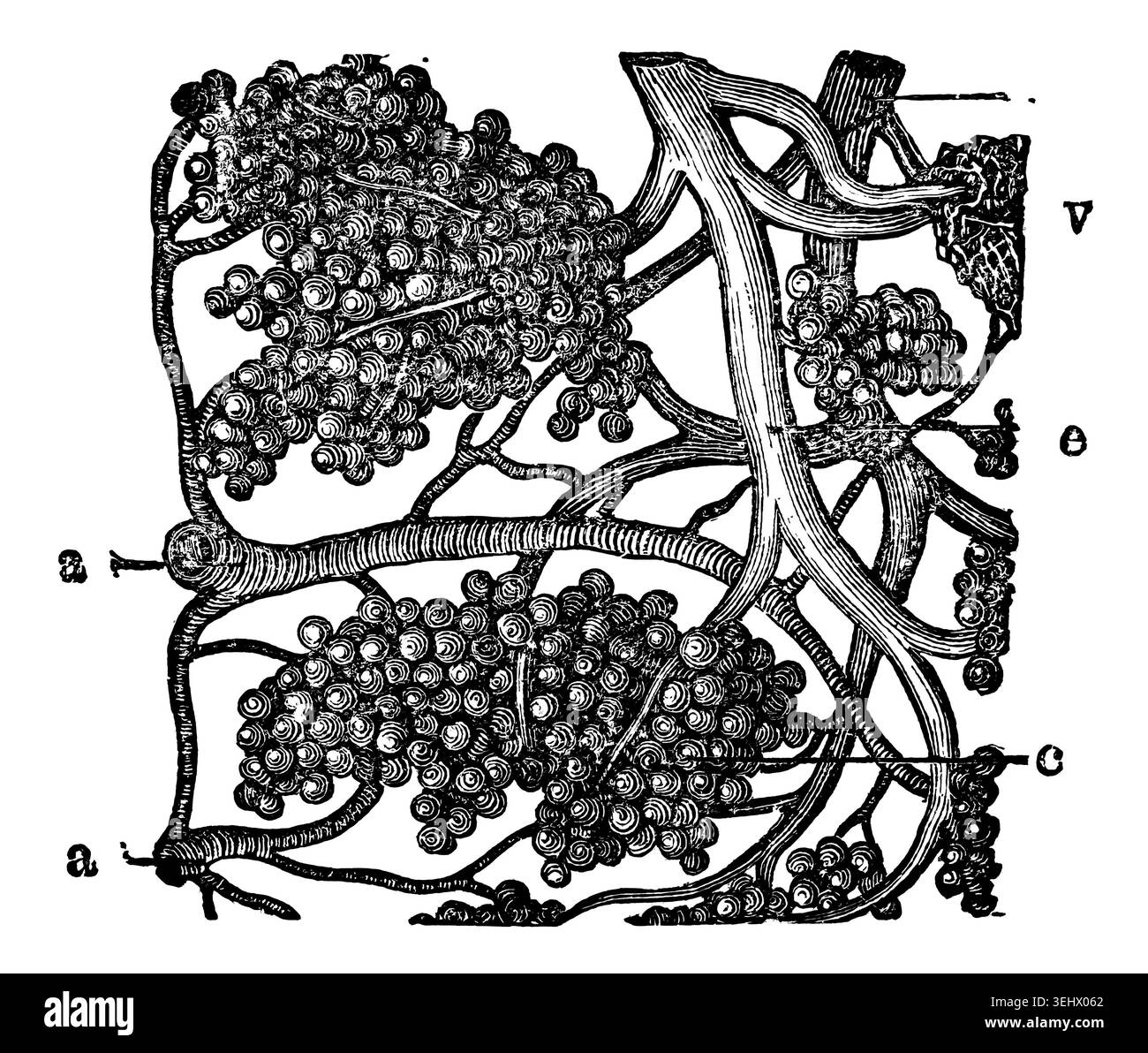 Illustration microscopique antique montrant une section agrandie et séparée de la glande salivaire parotide humaine ; y compris les artères et les veines. Authenti Banque D'Images