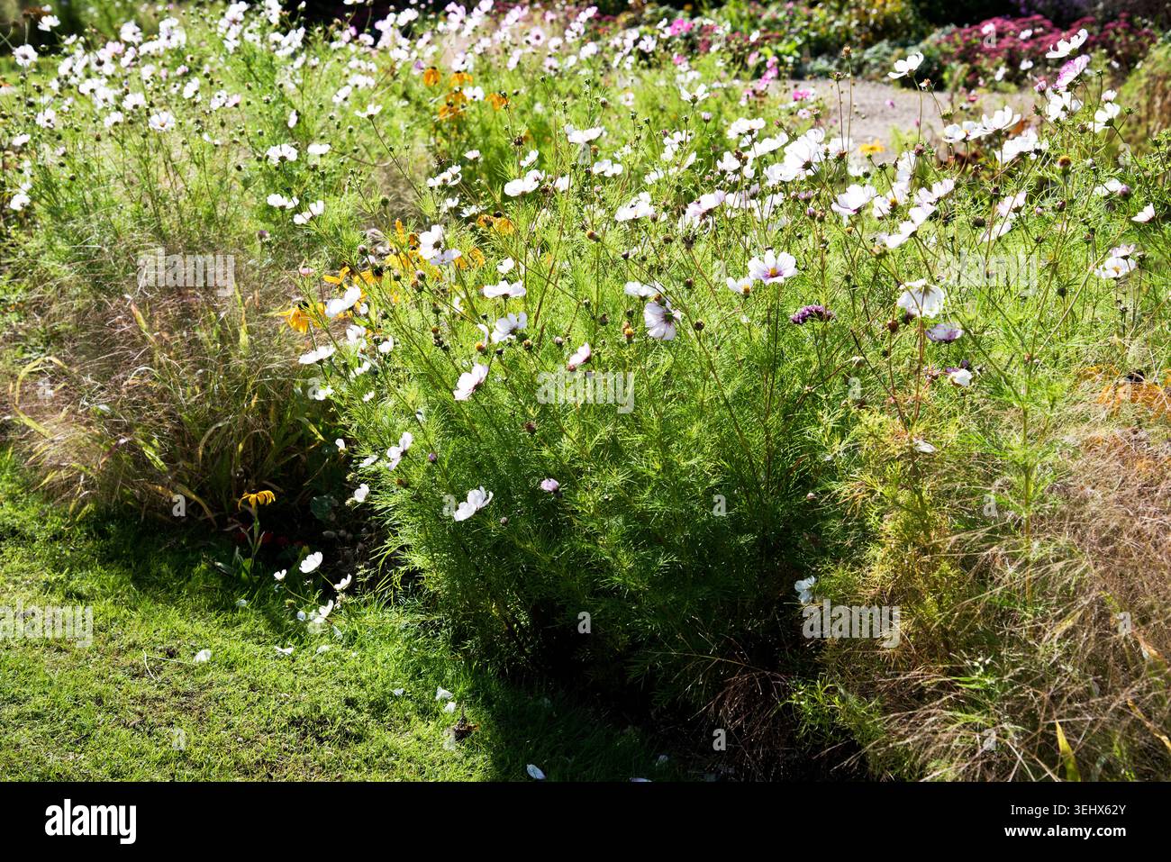 bordure florale ornementale du cosmos Banque D'Images