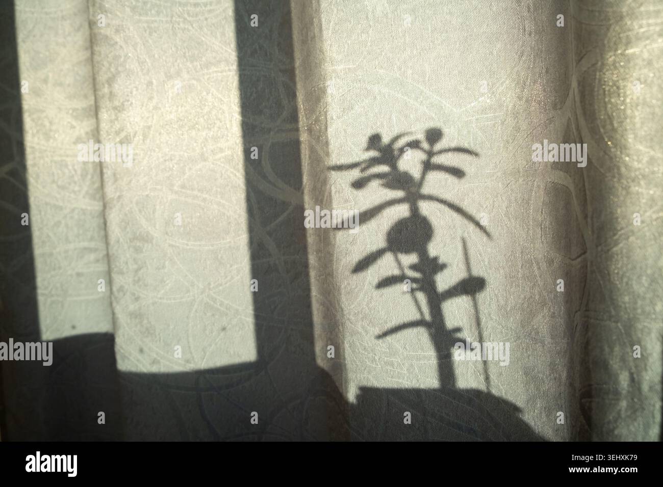Ombres florales de plantes d'intérieur sur les rideaux de fenêtre. Banque D'Images