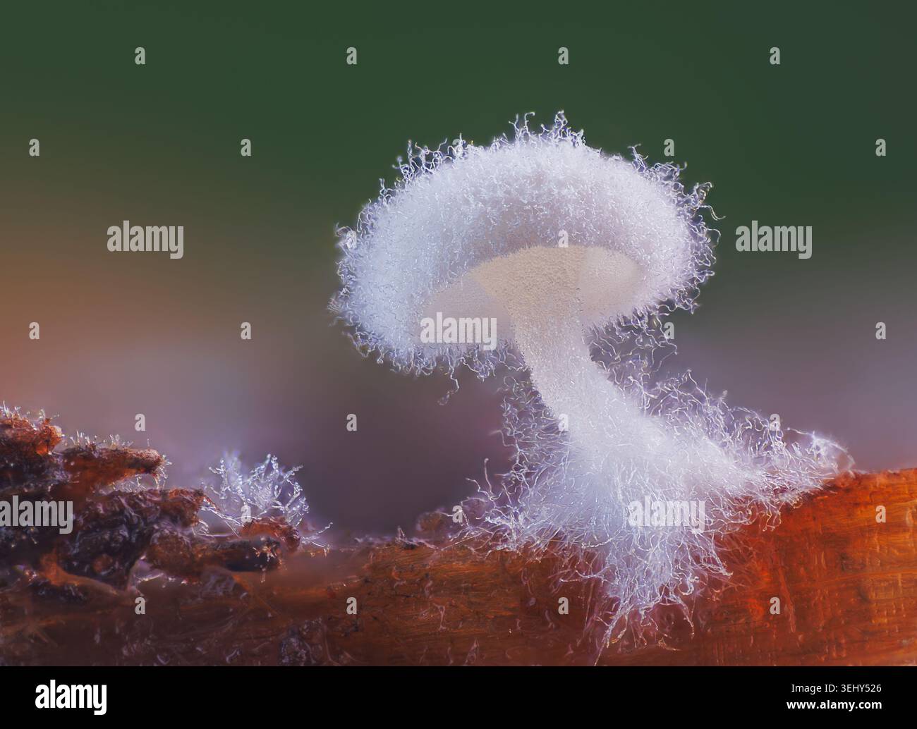 Petit champignon blanc poussant sur le bois Banque D'Images