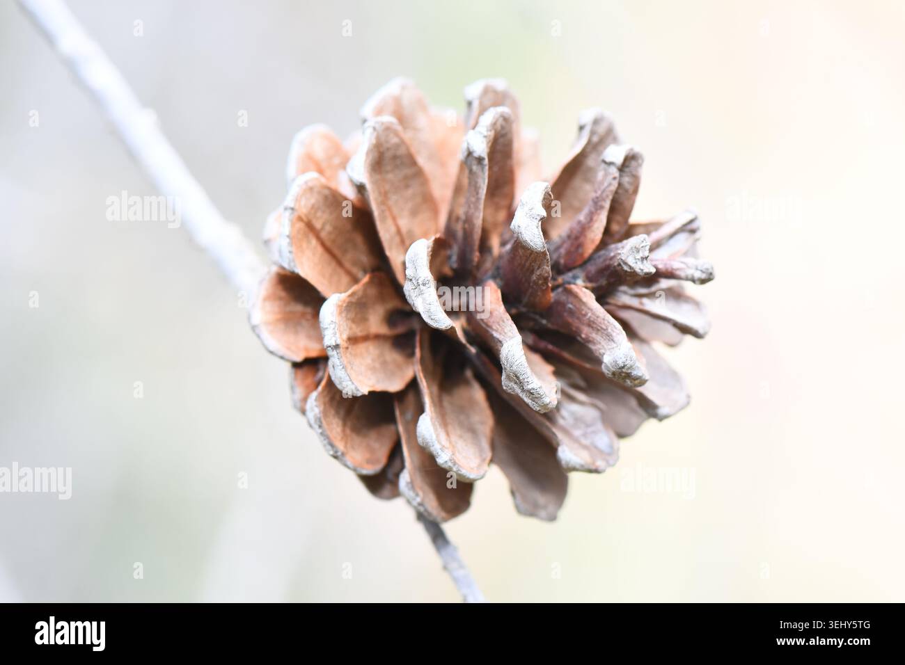 Pomme de pin ouverte suspendue à une branche mince dans la nature, gros plan macro d'un cône de graines de conifère brun montrant des écailles boisées détaillées Banque D'Images