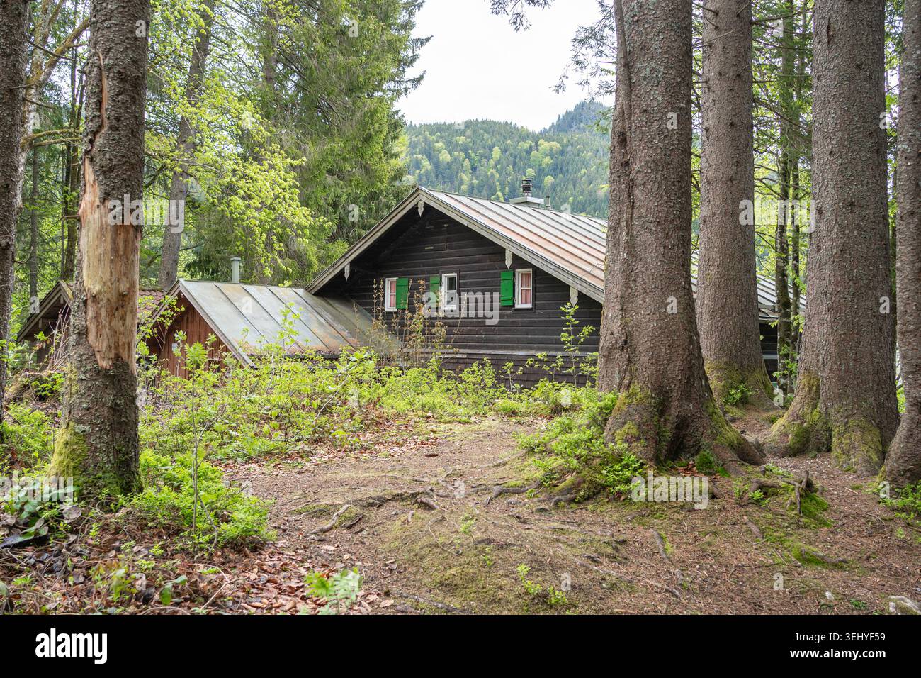 Ancienne cabane traditionnelle en bois cachée profondément dans une dense forêt de pins alpins. Maison en rondins rustique, style de vie rural isolé, destination de voyage écologique Banque D'Images