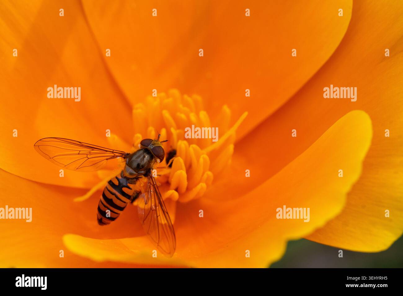 Vue d'un hoverfly avec des rayures jaunes et noires pollinisant le centre d'une fleur orange vif Hunawihr, Grand est, France. Banque D'Images