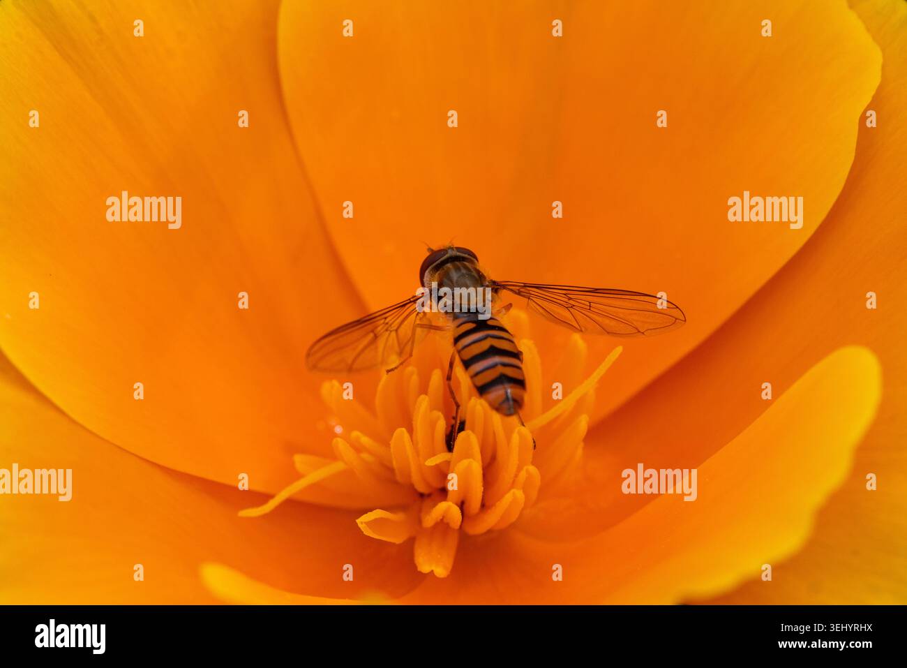 Vue d'un hoverfly reposant sur les étamines d'une fleur d'orange vif à Hunawihr, Grand est, France. Banque D'Images