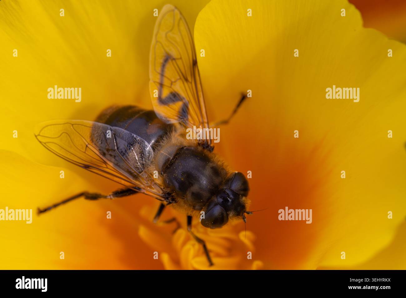 Vue d'un hoverfly pollinisant une fleur jaune vif avec des ailes et un corps détaillés dans un jardin à Hunawihr, Grand est, France. Banque D'Images