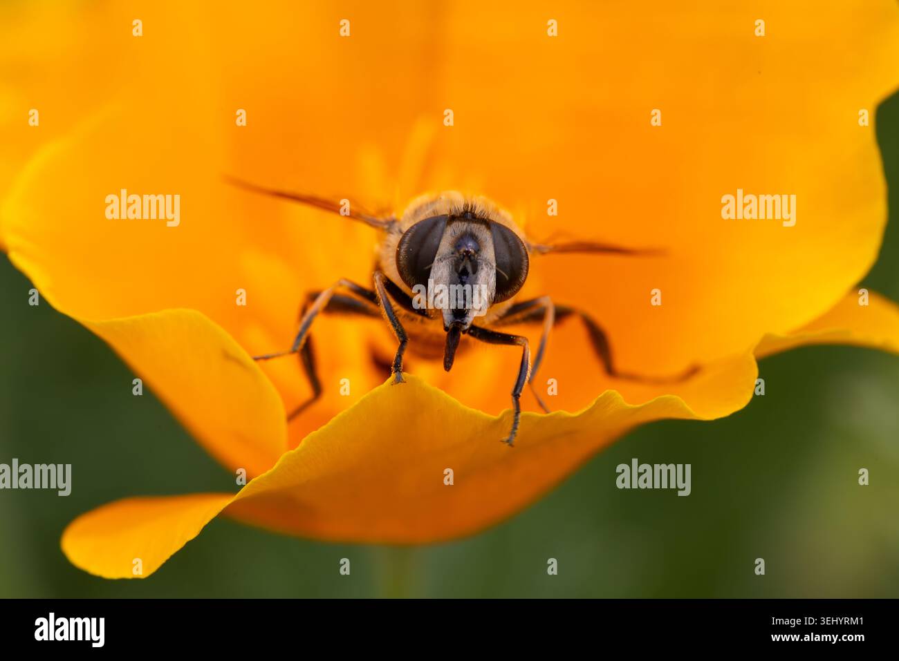 Vue d'un hoverfly pollinisant une fleur orange vibrante avec un fond flou doux à Hunawihr, Grand est, France. Banque D'Images