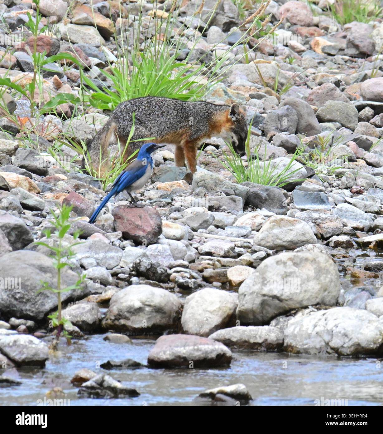 Le Jay (Aphelocoma insularis) et le renard (Urocyon littoralis) sont deux espèces endémiques dont la répartition est limitée aux îles Anglo-Normandes Banque D'Images