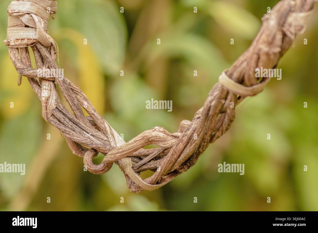 Segment d'une couronne faite de vignes séchées tressées, accrochée dans un jardin dans les montagnes andines orientales du centre de la Colombie. Banque D'Images