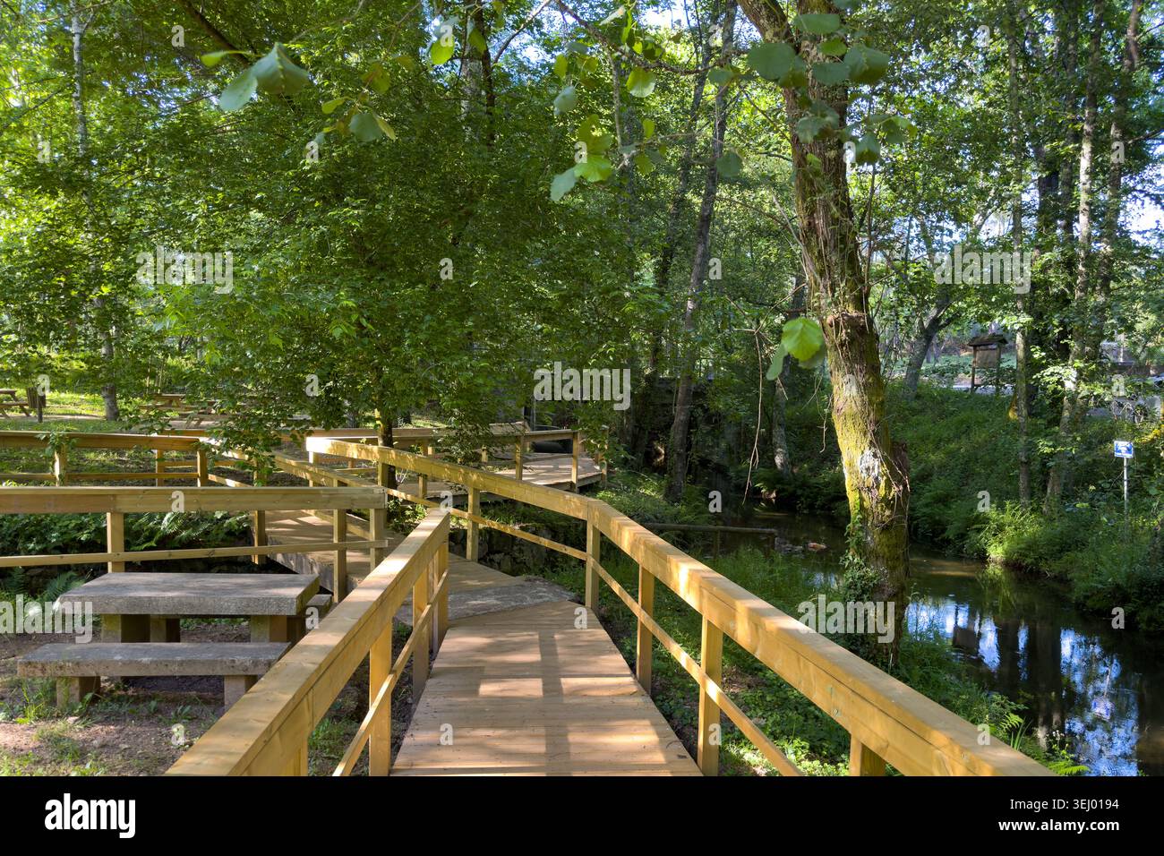 Une passerelle en bois courbe à travers une forêt verdoyante le long d'une rivière calme au Portugal. La lumière du soleil filtre à travers la canopée dense des arbres, éclairant s Banque D'Images